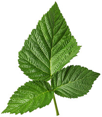 Fototapeta na wymiar Green raspberry leaf