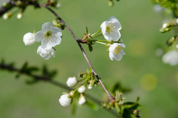 Fototapeta premium Blossoming of cherry flowers in spring time, natural seasonal floral background