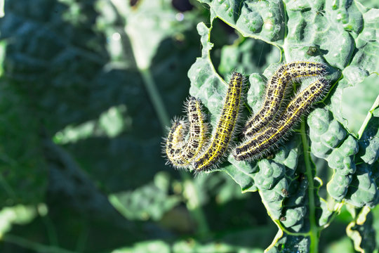 Several caterpillars of large white attack curly kale with copy space. Pieris brassicae