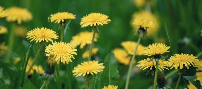 Dandelion yellow flower growing on the green meadow in spring time, natoral seasonal floral background with copy space