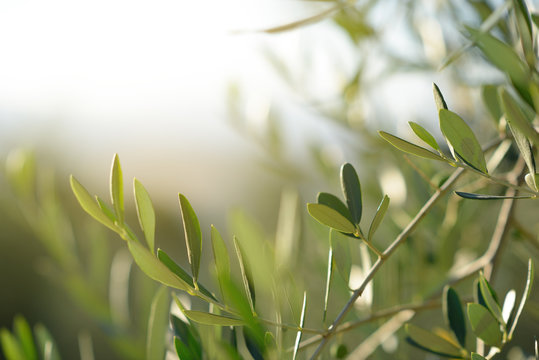Olive tree in Italy, harvesting time. Sunset olive garden, detail, Tuscany, Italy, Europe.