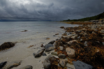 Seascape with stones and yellow water grass on the sand shore