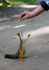 Squirrel is sitting on the ground and cadging nuts