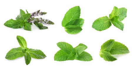 Fresh mint on white background
