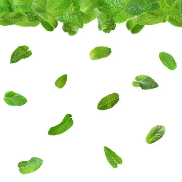 Fresh mint leaves on white background