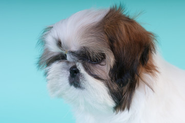 Shih tzu puppy portrait at studio