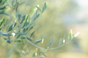 Olivier en Italie, temps de récolte. Jardin d& 39 oliviers au coucher du soleil, détail avec espace de copie pour votre texte, mise au point douce.
