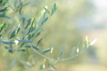 Crédence de cuisine en verre imprimé Olivier Olivier en Italie, temps de récolte. Jardin d& 39 oliviers au coucher du soleil, détail avec espace de copie pour votre texte, mise au point douce.