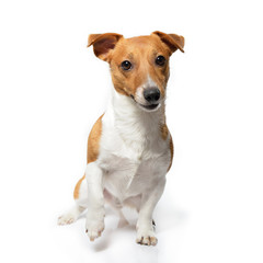 Jack Russell Terrier. Funny cute young dog sitting, posing and looking at camera in studio.