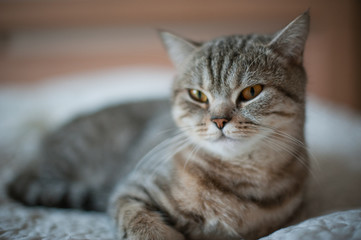 British Shorthair cat with yellow eyes lying on the bed.