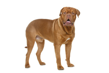 beautiful bordeaux dogue dog