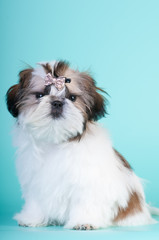 Shih tzu puppy portrait at studio