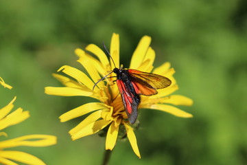 Butterfly on yellow flower. Butterfly sitting on a yellow flower with open wings. The view from the top. Wings transparent, black and red colors. The background is green. Closeup.