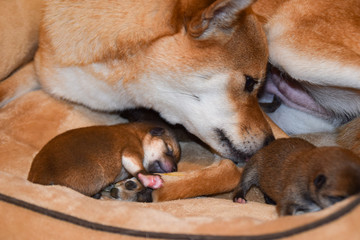 柴犬の母子
