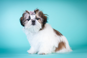 Shih tzu puppy portrait at studio