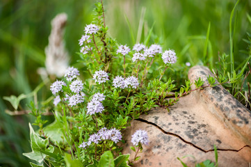 Blühendes Bergbohnenkraut in Erdbeertopf