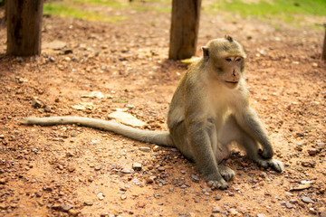 Golden hairy monkey with bloody face with sad eyes,Monkey is injured.