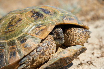 The desert tortoise. The desert tortoises live about 50 to 80 years; they grow slowly and generally have low reproductive rates. They spend most of their time in burrows, rock shelters, and pallets to