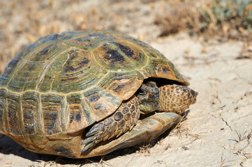 The desert tortoise. The desert tortoises live about 50 to 80 years; they grow slowly and generally have low reproductive rates. They spend most of their time in burrows, rock shelters, and pallets to