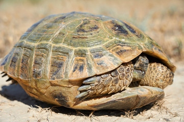 The desert tortoise. The desert tortoises live about 50 to 80 years; they grow slowly and generally have low reproductive rates. They spend most of their time in burrows, rock shelters, and pallets to