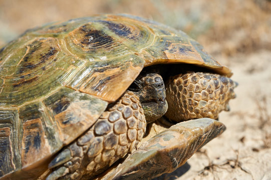 The desert tortoise. The desert tortoises live about 50 to 80 years; they grow slowly and generally have low reproductive rates. They spend most of their time in burrows, rock shelters, and pallets to