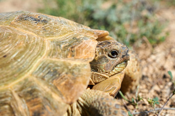 The desert tortoise. The desert tortoises live about 50 to 80 years; they grow slowly and generally have low reproductive rates. They spend most of their time in burrows, rock shelters, and pallets to