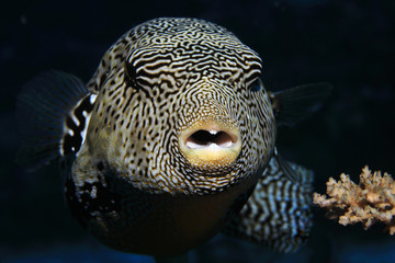 Map pufferfish