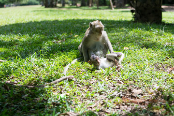 mom monkey and baby monkey playing on a field