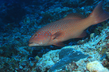 Roving coralgrouper fish