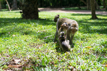 mom monkey and baby monkey playing on a field