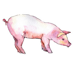 Pig wild animal in a watercolor style isolated. Full name of the animal: piggy. Aquarelle wild animal for background, texture, wrapper pattern or tattoo.
