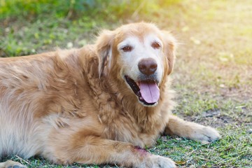 Friendly golden retriever dog is lay down and  relaxing in the garden 