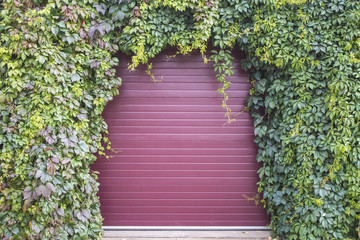 An arch of green and purple leaves of the maiden grapes around the iron door for the background.