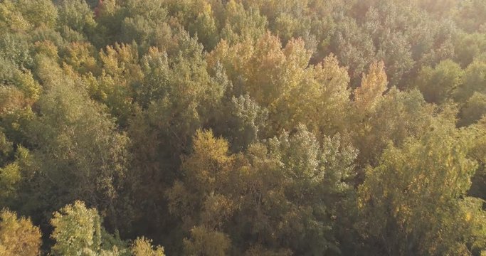 Aerial backward flight over autumn trees in forest