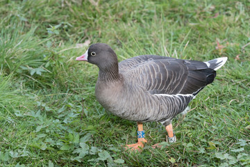 Lesser white-fronted goose