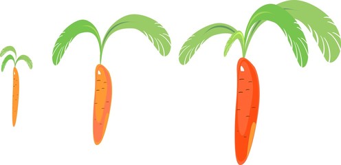 Stages of growth of carrots
