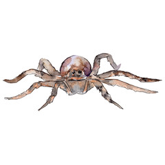 Exotic tarantula wild insect in a watercolor style isolated. Full name of the insect: tarantula, spider. Aquarelle wild insect for background, texture, wrapper pattern or tattoo.