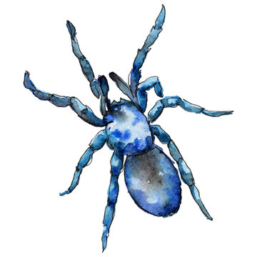 Exotic tarantula wild insect in a watercolor style isolated. Full name of the insect: tarantula, spider. Aquarelle wild insect for background, texture, wrapper pattern or tattoo.