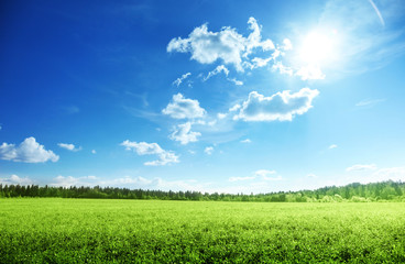 field of grass and perfect sky