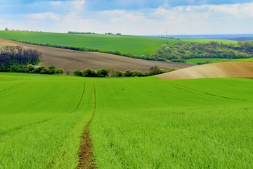 Lines and waves with trees in area known as Moravian Tuscany, South Moravia, Czech Republic.