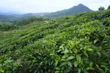 Fototapeta na wymiar the tea leafs at Ranau tea plantation