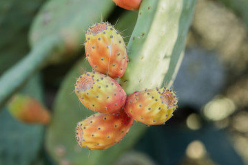 Flower of a green cactus in Spain