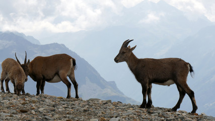 Obraz premium Camosci in alta montagna