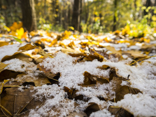 Autumn first snow on fallen maple leaves with trees unfocused background