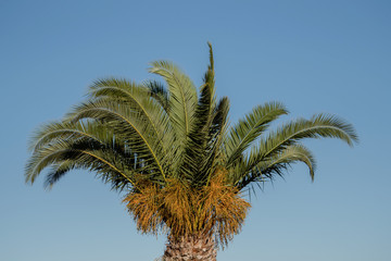 Palm tree in Spain against a blue sky