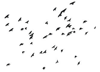 Flock of birds on white background, isolated