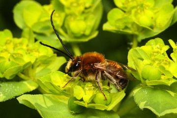 Bee species Eucera longicornis comon  name solitary miner bee
