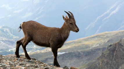 Camosci in alta montagna