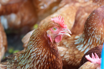 Chickens waiting feed in stall at the farm. Hen indoor on a farm yard in Thailand. Close up eyes and blur background. Portrait animal. (Rhode Island Red)