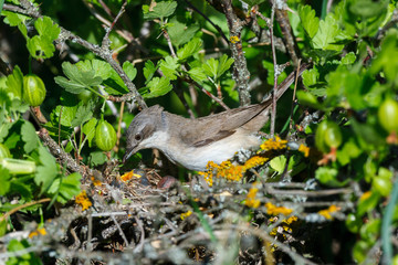 Sylvia curruca. The nest of the Lesser Whitethroat in nature.
